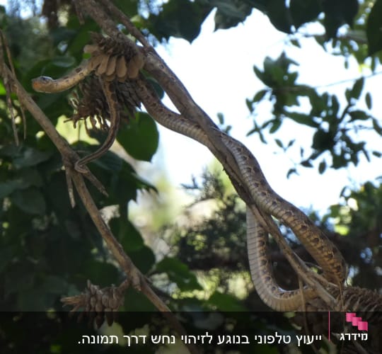 נחש על ענף בין עצים וחרוטים